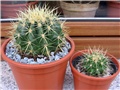 Echinocactus grusonii 